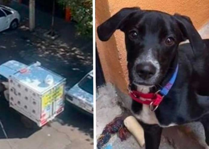 Familia busca a su perrito con camioneta y megáfono