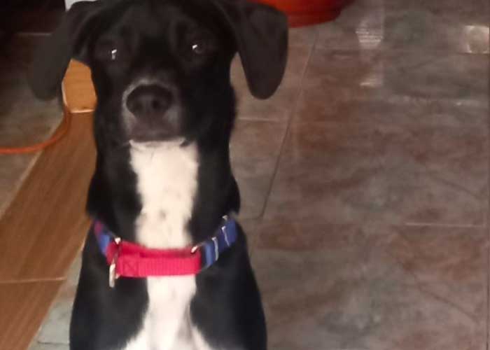 Familia busca a su perrito con camioneta y megáfono