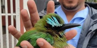 Foto: Rescate de un guardabarranco en Matagalpa / TN8