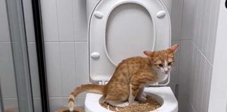 Tiktoker se hace viral por enseñar a su gato a usar el inodoro