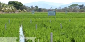 Foto: Reinauguran centro de investigaciones sobre producción de arroz en Matagalpa / TN8