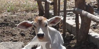 MAG visita a pequeño productor de ganado bovino y porcino en Nandaime