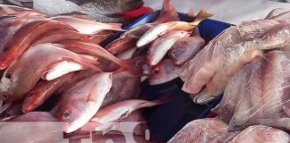 ¡Para los amantes del marisco! Feria del mar ofrece diversidad de platillos