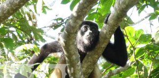 Armá una gira San Juan de Oriente, Masaya y probá su chicha bruja