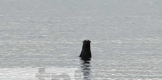 Foto: Ataque de "perro de agua" en la Isla de Ometepe / TN8