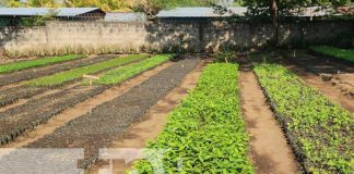 60 mil plantas serán distribuidas en los municipios de Larreynaga y Malpaisillo