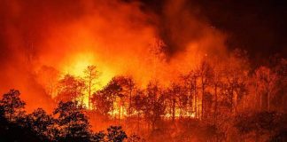 Bomberos Unidos extinguen 231 incendios forestales detectados en Nicaragua