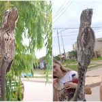 Un "pájaro fantasma" aparece en calles de Argentina causando el terror