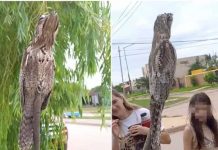 Un "pájaro fantasma" aparece en calles de Argentina causando el terror