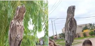 Un "pájaro fantasma" aparece en calles de Argentina causando el terror