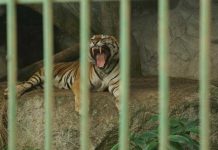 Foto: ¡Belleza natural! Parque Zoológico Nacional de Nicaragua trabaja en el bienestar de sus animales / Cortesía