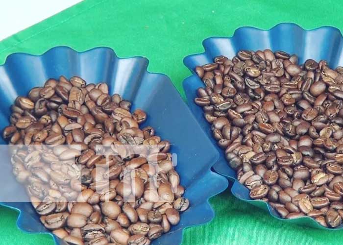 Expo Feria departamental del café muestra alta calidad y comercio en Ocotal