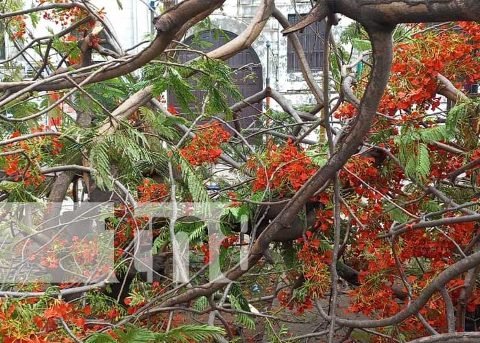 Con lesiones de consideración resultó una pareja al caerle un árbol en León