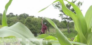 Ciclo agrícola: Productores nicaragüenses se preparan para el invierno