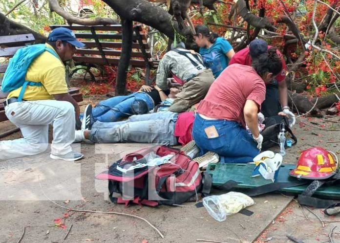 Con lesiones de consideración resultó una pareja al caerle un árbol en León