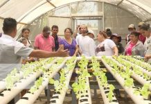 Foto: Sistema hidropónico para la producción desde Managua / TN8