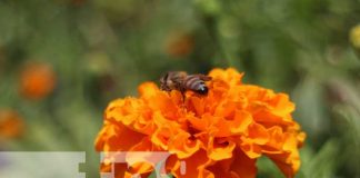 Foto: Cultivo de flores en Masaya / TN8