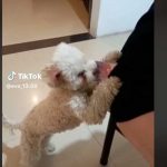 Perrito se hace viral por robar la cartera de su dueña 