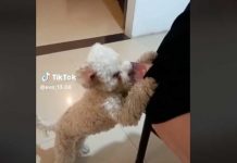 Perrito se hace viral por robar la cartera de su dueña 