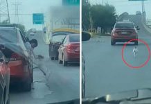 Cruel familia abandona a su perrito en la carretera