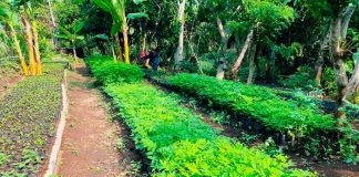 Nuevo Vivero Forestal El Guayacán en Estelí