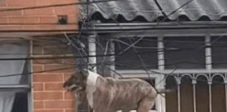 Por perseguir a un gato, perro queda enredado en unos cables (Video)