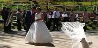 ¿Cómo es posible este suceso? Perrito se roba el velo de la novia (Video)