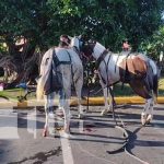 Caballos arman tremendo alboroto en Granada