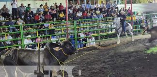 Foto: Familias de León disfrutaron del espectacular desfile de gigantonas y toros / TN8