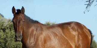 Bomberos de Acoyapa trabajaron por rescatar un caballo de un pozo de una finca