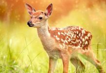 Disney confirma que realizará el live-action de "Bambi"