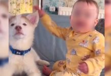 Amistad entre una bebé y un perrito conmueve las redes