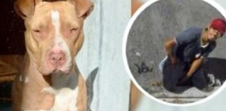 Psicópata drogaba a una perrita pitbull para abusar de ella en Veracruz