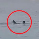 Tiburón devora a hombre ante la mirada atónita de varias personas en Egipto