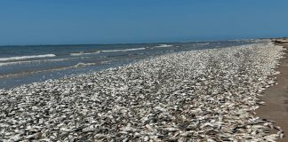 ¿El Apocalipsis? Aparecen miles de peces muertos en una playa de Texas