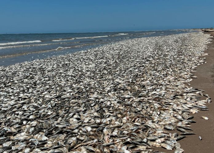 ¿El Apocalipsis? Aparecen miles de peces muertos en una playa de Texas