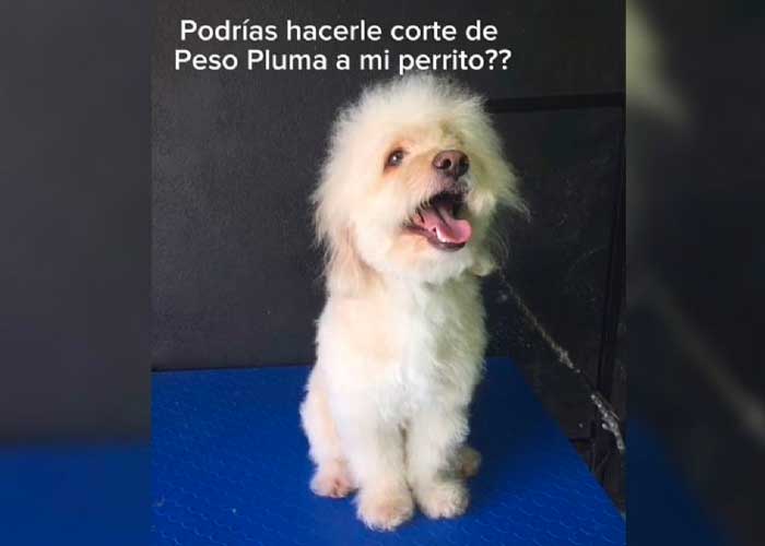 Perrito se vuelve viral por traer el peinado de Peso Pluma