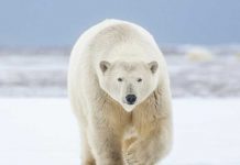 Foto: Héroe ruso salva a esposa y nieta de oso polar (VIDEO) / Cortesía