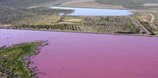 Altas temperaturas provoca que un lago se pinte de rosado en Rumania