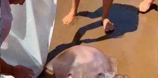 Inmensa medusa "alien" aterra a bañistas en España (Video)