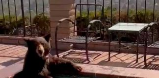 Oso huye del calor y se baña en el jacuzzi de una familia en California