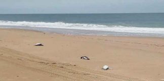 Encuentran a más de 5.000 pingüinos muertos en costas de Uruguay