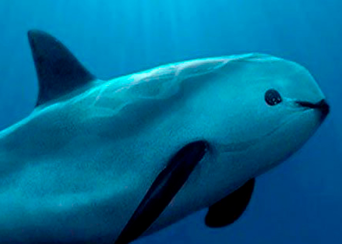 Lanzan alerta de extinción internacional para la "vaquita marina" en México