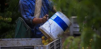 Foto: Fuertes lluvias dejan 600 millones de dólares en pérdidas de agro en Chile / Cortesía