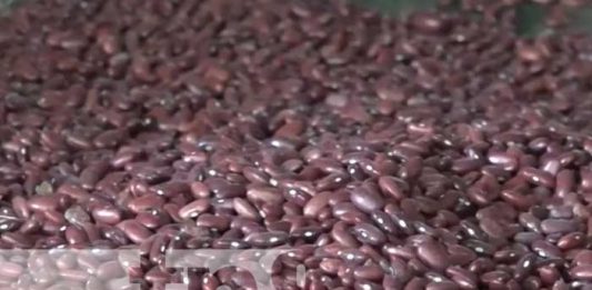 Productores de Jinotega con altas expectativas en cosecha de primera en frijoles