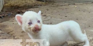 Foto: Puma blanco nace en Juigalpa / TN8