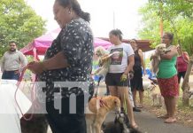 Foto: Jornada de vacunación contra la rabia para canes en Managua / TN8