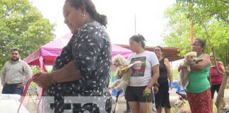 Foto: Jornada de vacunación contra la rabia para canes en Managua / TN8