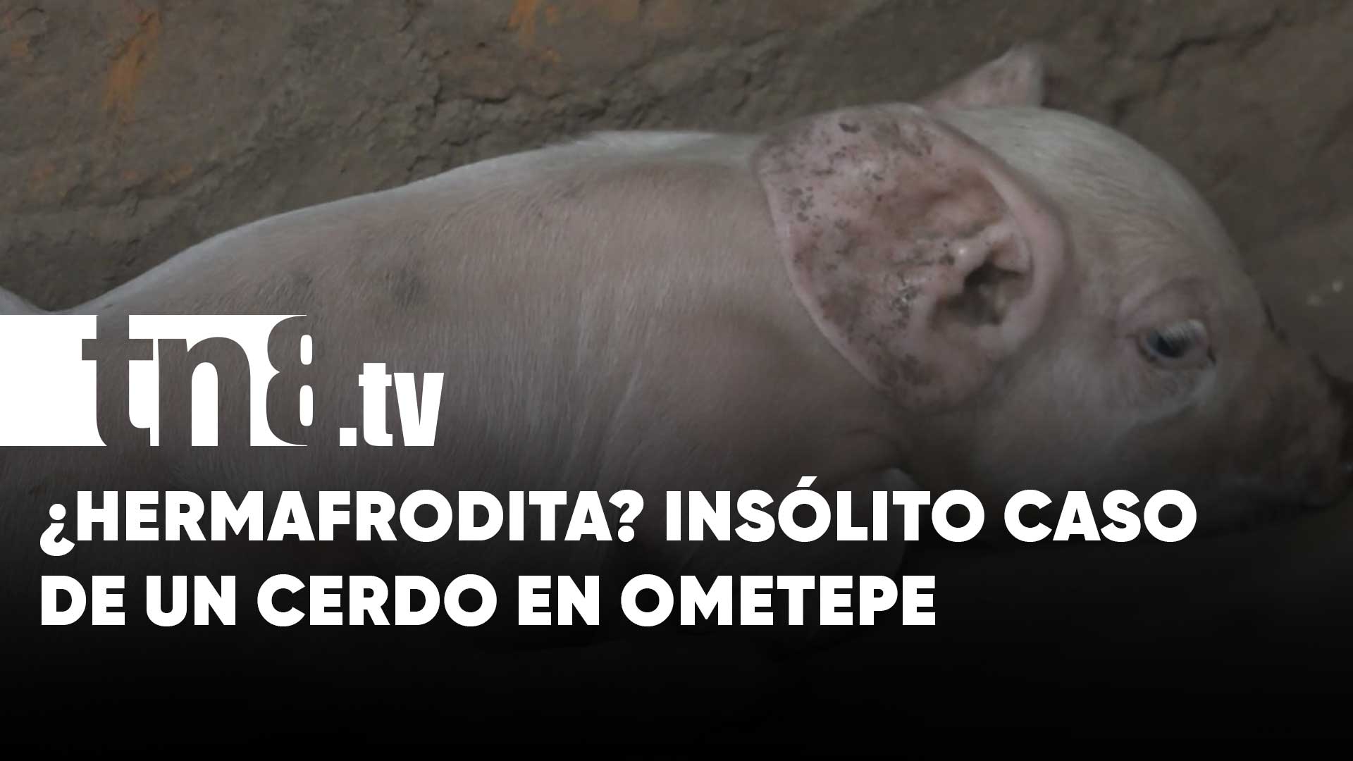 Extraño! Nace cerdo con dos órganos sexuales en la Isla de Ometepe | TN8.tv