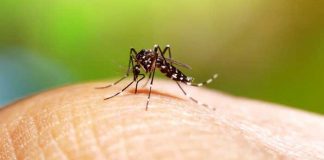 Foto: Dengue en alerta para República Dominicana